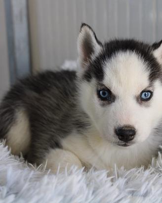 Siberian Husky con pedigree enci