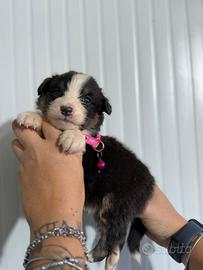 Femmina black tricolor pastore australiano