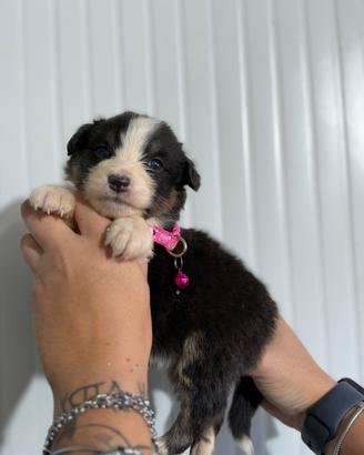 Femmina black tricolor pastore australiano
