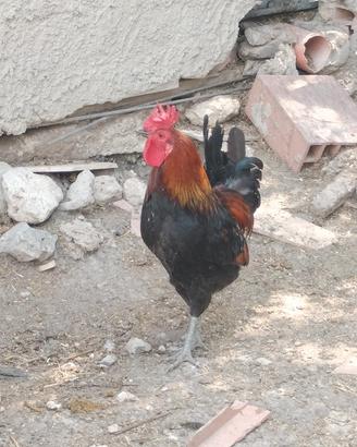 gallo Siciliano 