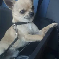 Stallone chihuahua