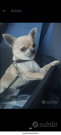 Stallone chihuahua