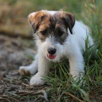 Cuccioli Jack e Parson Russell Terrier