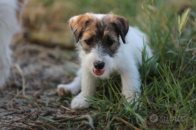Cuccioli Jack e Parson Russell Terrier