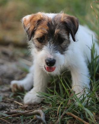 Carta da regalo per cani Parson Russell Terrier, Jack Russell e con biglietto regalo abbinato - Italia