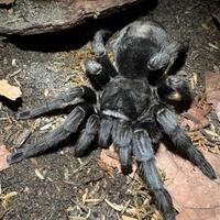 Grammostola Pulchra migali tarantola brazilian