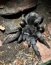Grammostola Pulchra migali tarantola brazilian