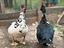 Immagine 2