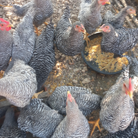 Galline amrock