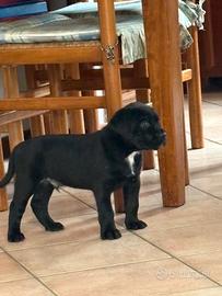 Cucciolo di cane corso