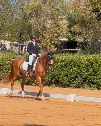 Cavallo dà dressage