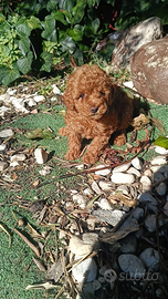 Barboncino toy con pedigree Enci