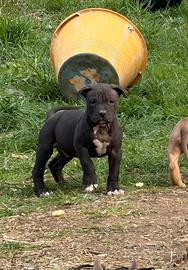 Cuccioli PITBULL