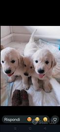 Golden retriever