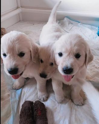 Golden retriever