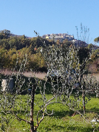 Oliveto a Montaquila