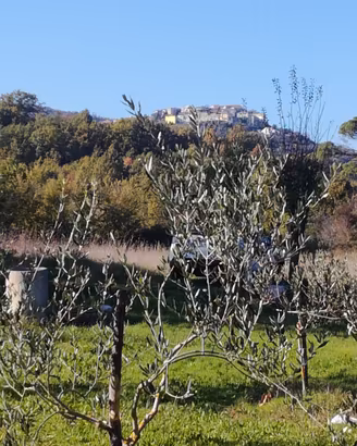 Oliveto a Montaquila