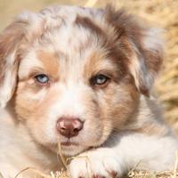 Cuccioli Pastore Australiano/Australian Shepherd