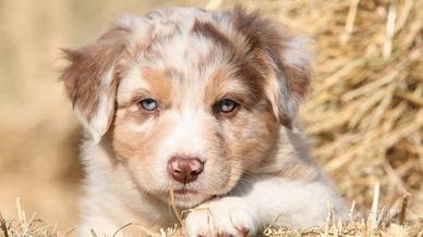 Cuccioli Pastore Australiano/Australian Shepherd