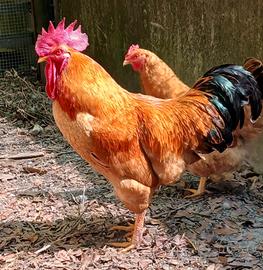Gallo riproduttore di Robusta Lionata