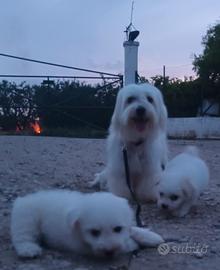 Cuccioli maltesini
