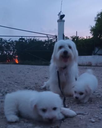 Cuccioli maltesini