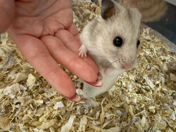 Meravigliosi cuccioli di criceto siriano