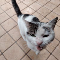 Gatto Randagio