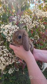 Coniglio ariete cucciolo