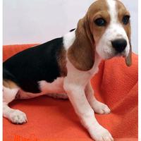 Cuccioli di BEAGLE