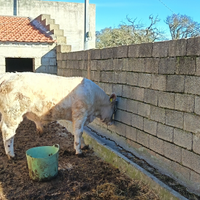 Torello CHAROLAIS