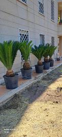 Cycas revoluta in vaso