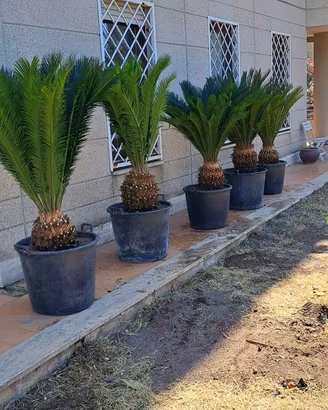 Cycas revoluta in vaso