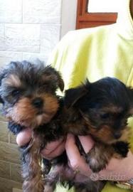 Yorkshire Terrier cuccioli disponibili