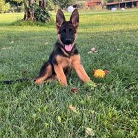 Cucciole pastore tedesco