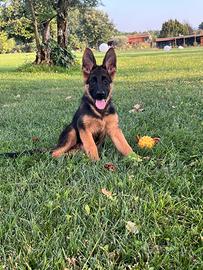 Cucciole pastore tedesco