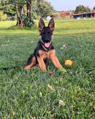 Cucciole pastore tedesco