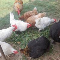 Galline, galli e pulcinotti