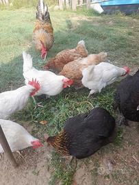 Galline, galli e pulcinotti