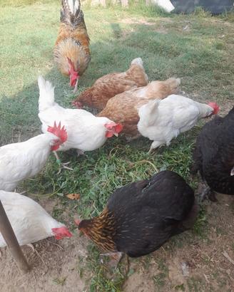 Galline, galli e pulcinotti