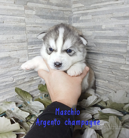 Cucciolo Siberian husky argento