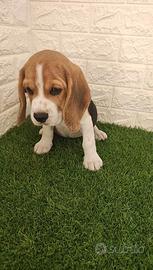 Beagle con pedigree