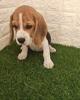 Beagle con pedigree