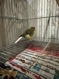 Canarini spagnoletti