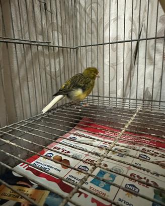 Canarini spagnoletti