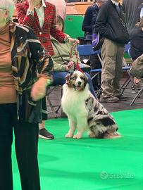 Australian shepherd pastore australiano per monte