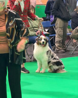 Australian shepherd pastore australiano per monte