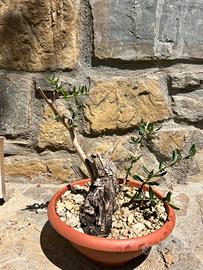 Pre bonsai olivo yamadori