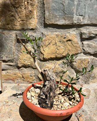 Pre bonsai olivo yamadori
