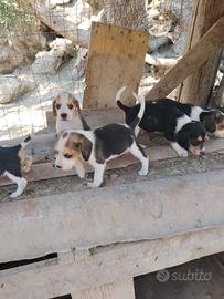 Beagle cani da caccia 